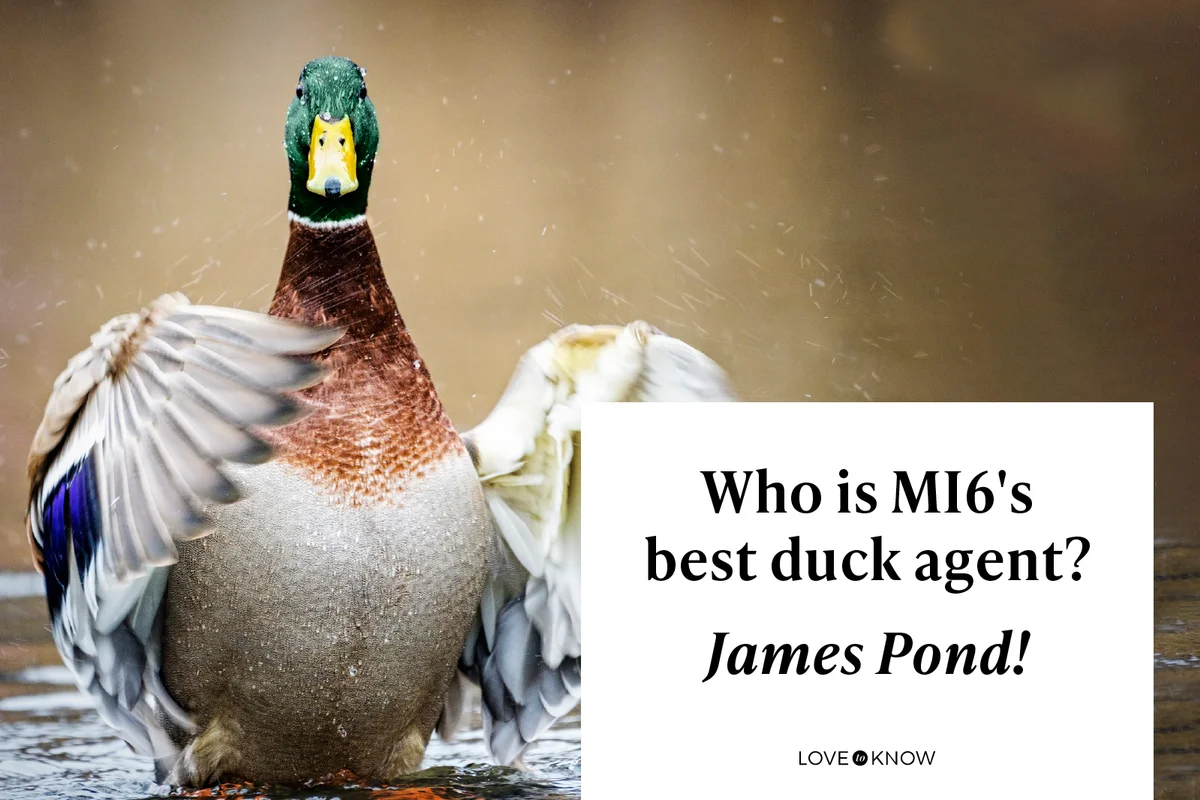 Mallard Duck Magician in Motion