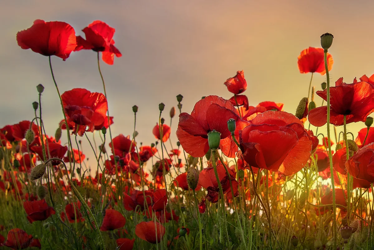 poppies