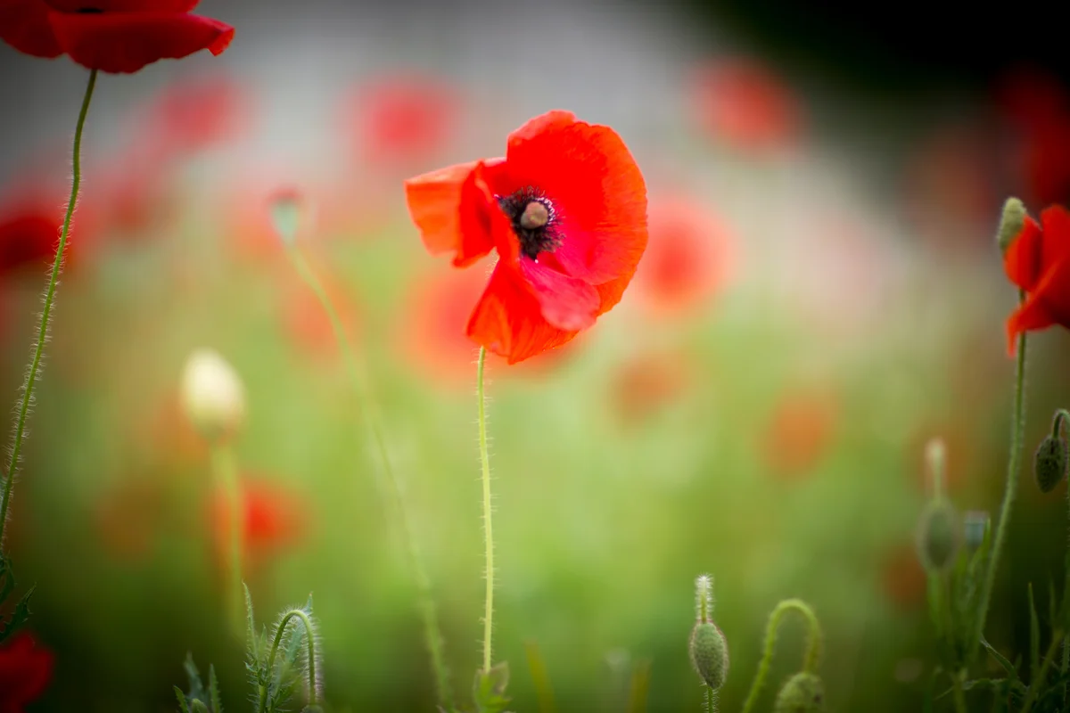 red poppy