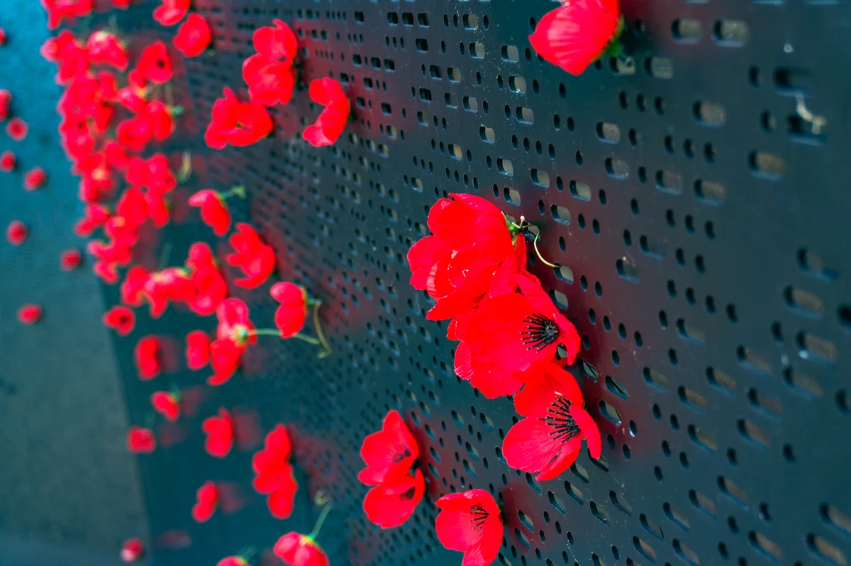 remembrance poppies