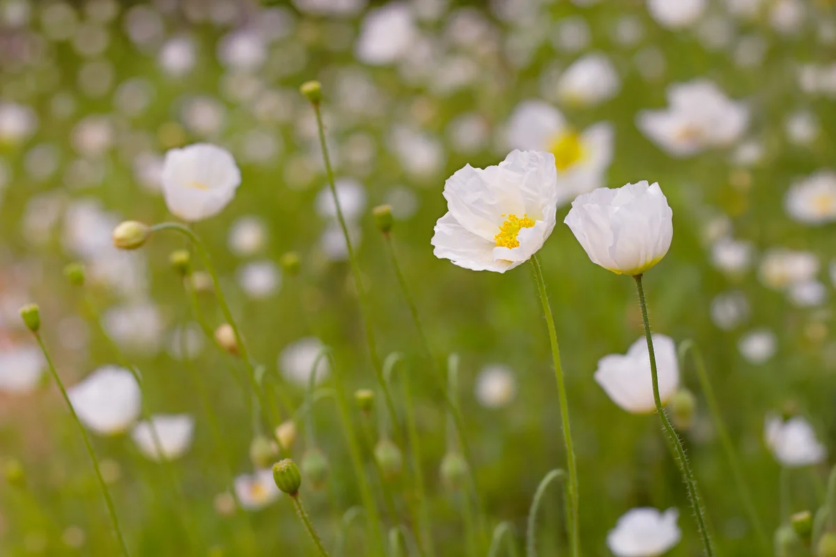 white poppies