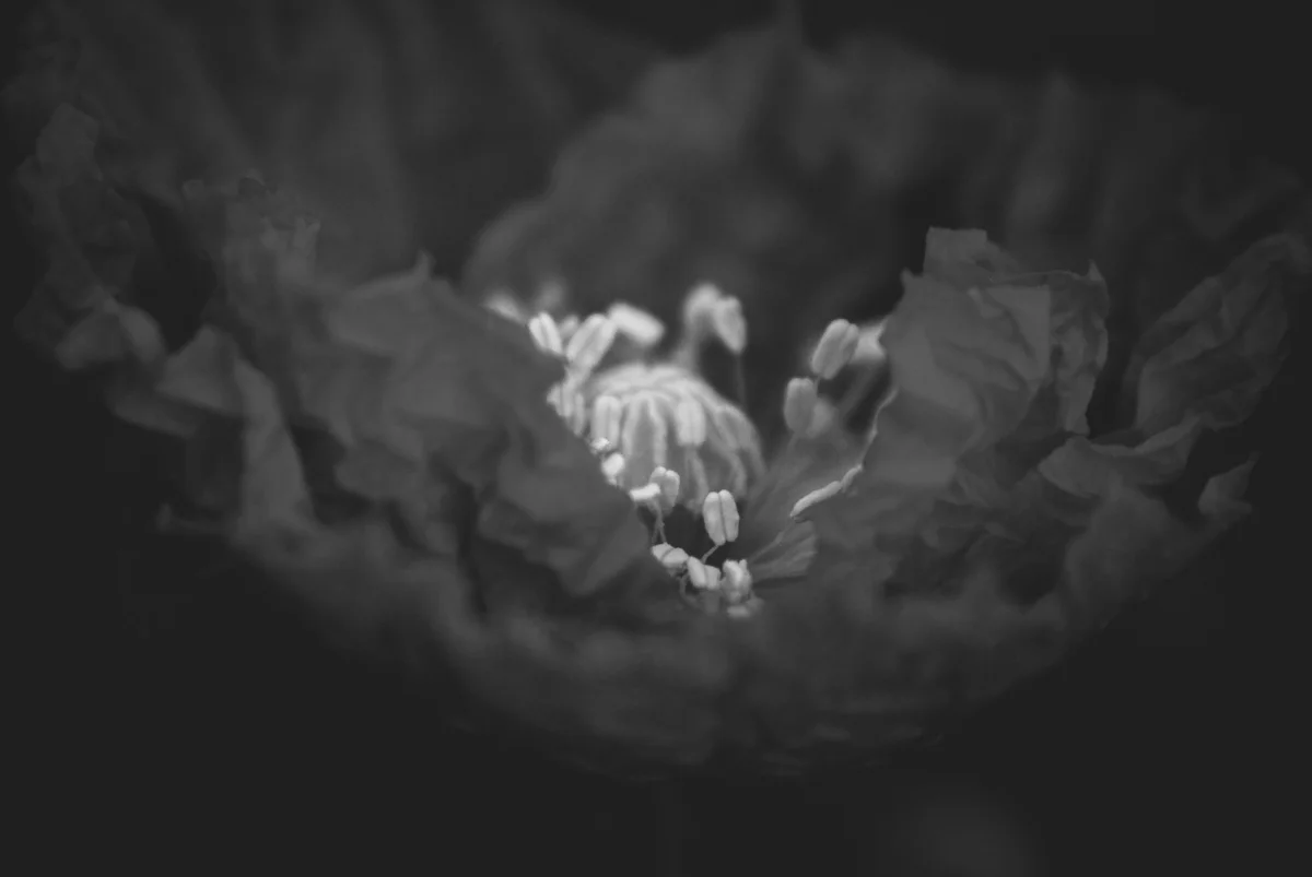 black poppy