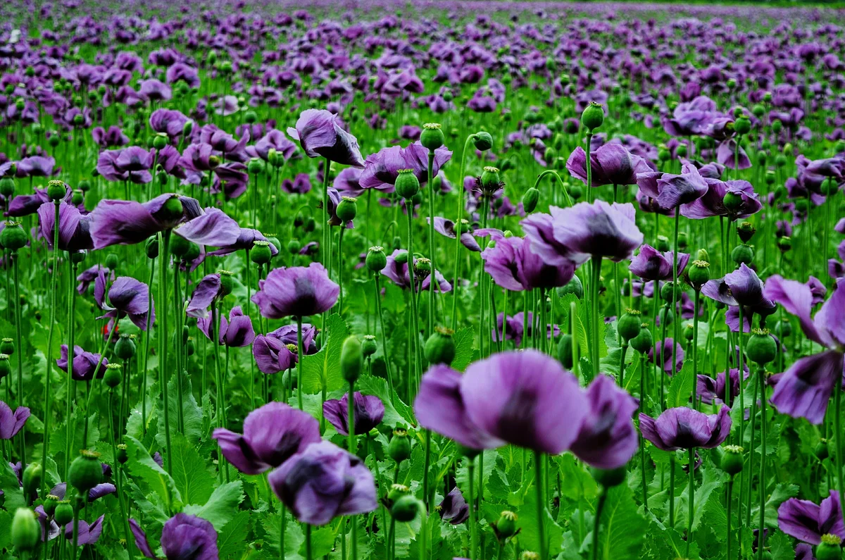 purple poppies