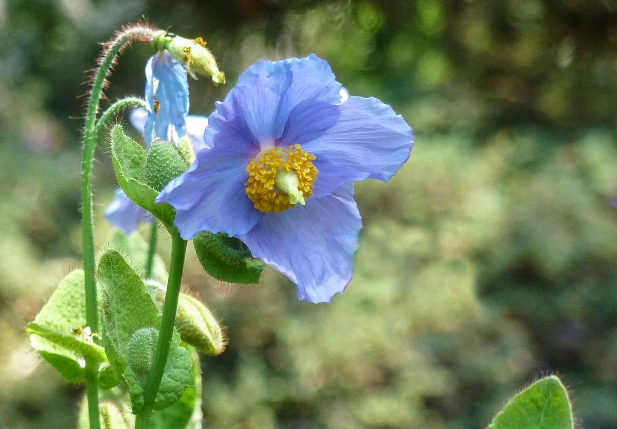 blue poppy