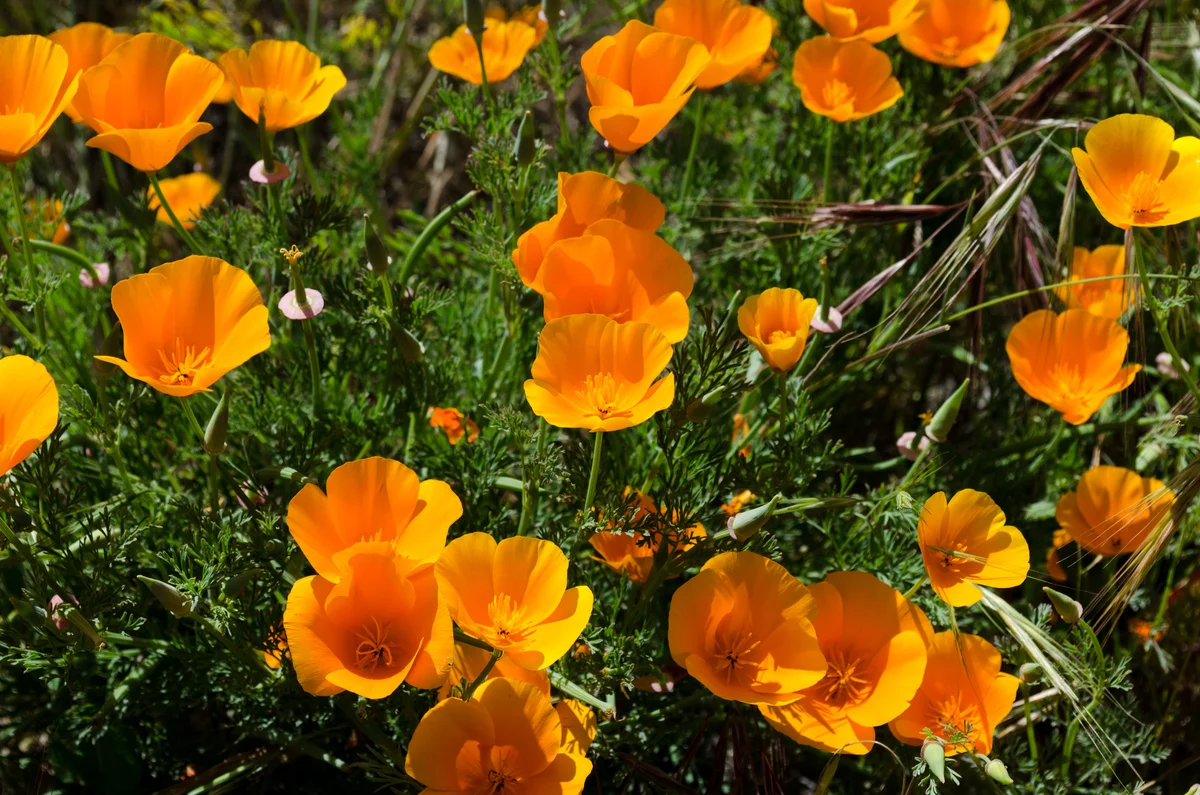 orange poppies