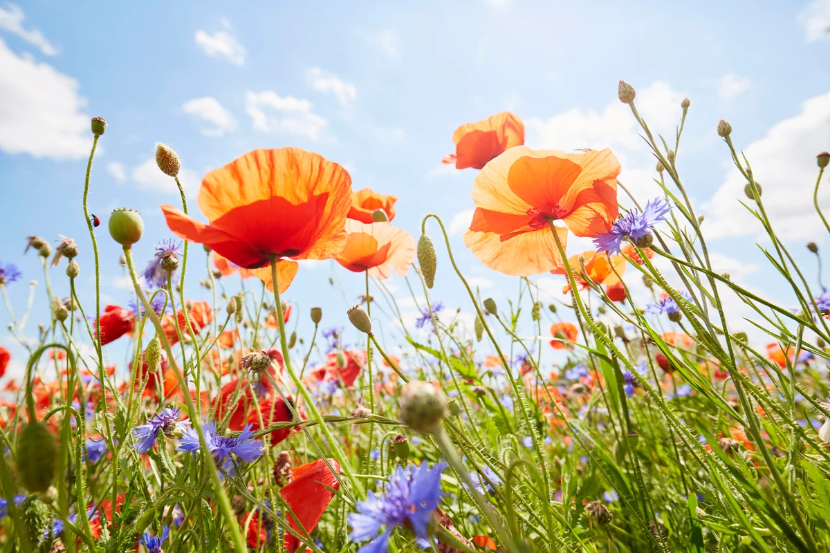 red and orange poppies in a field