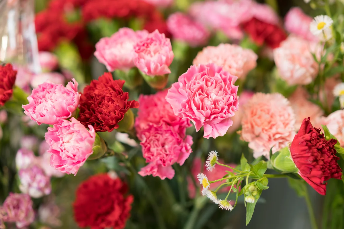 colorful carnations