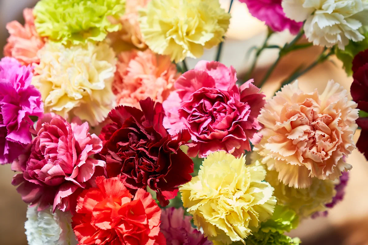 bouquet of carnations
