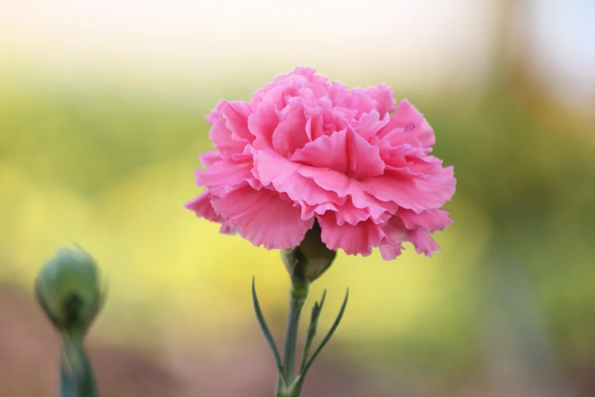 pink carnation