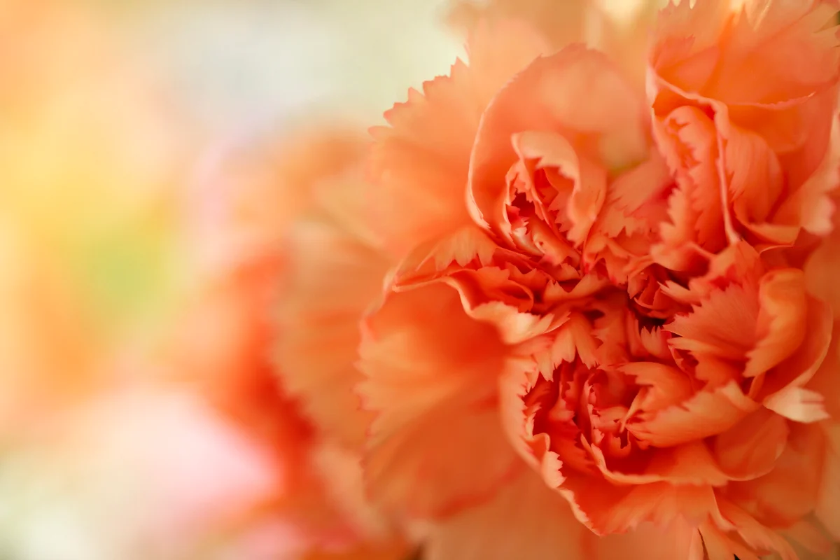 peach carnation