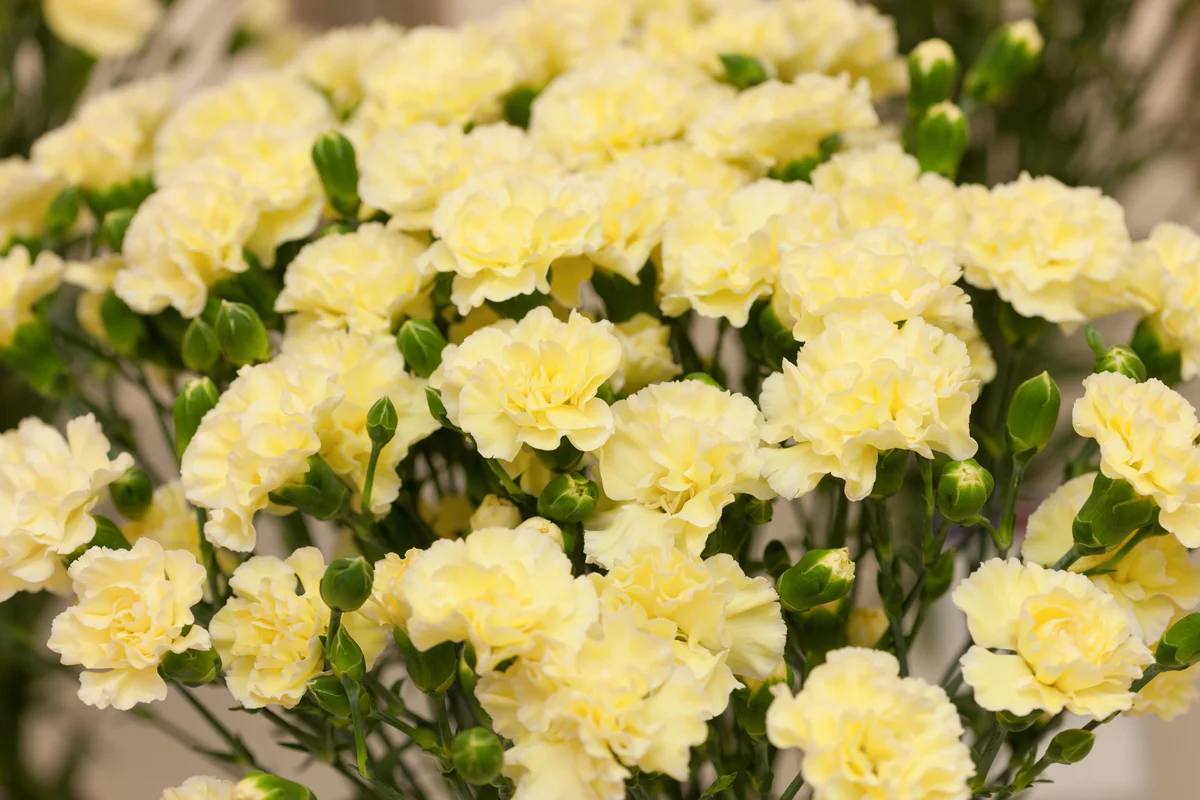 yellow carnations