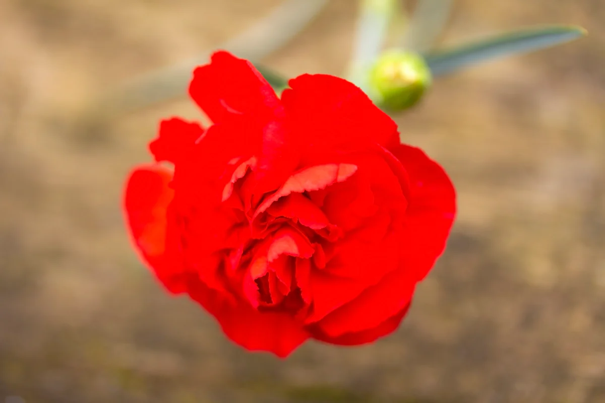 red carnation