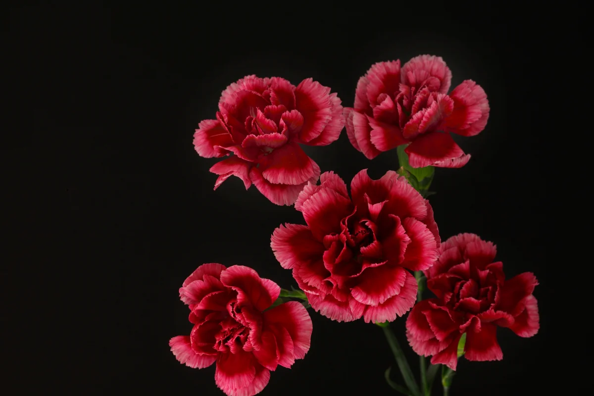dark red carnation