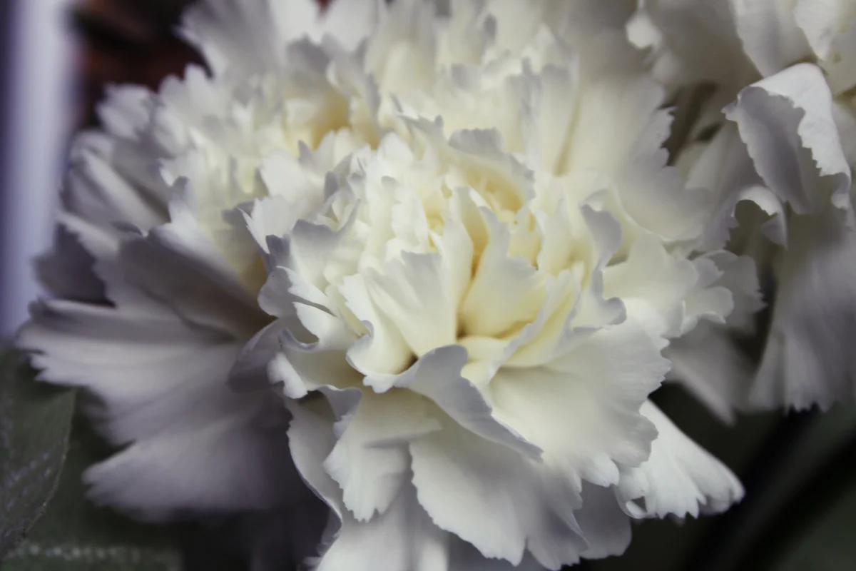 white carnation