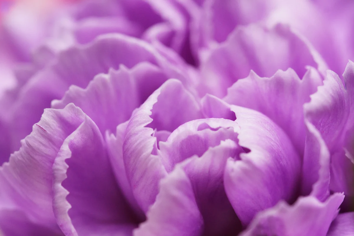 purple carnation