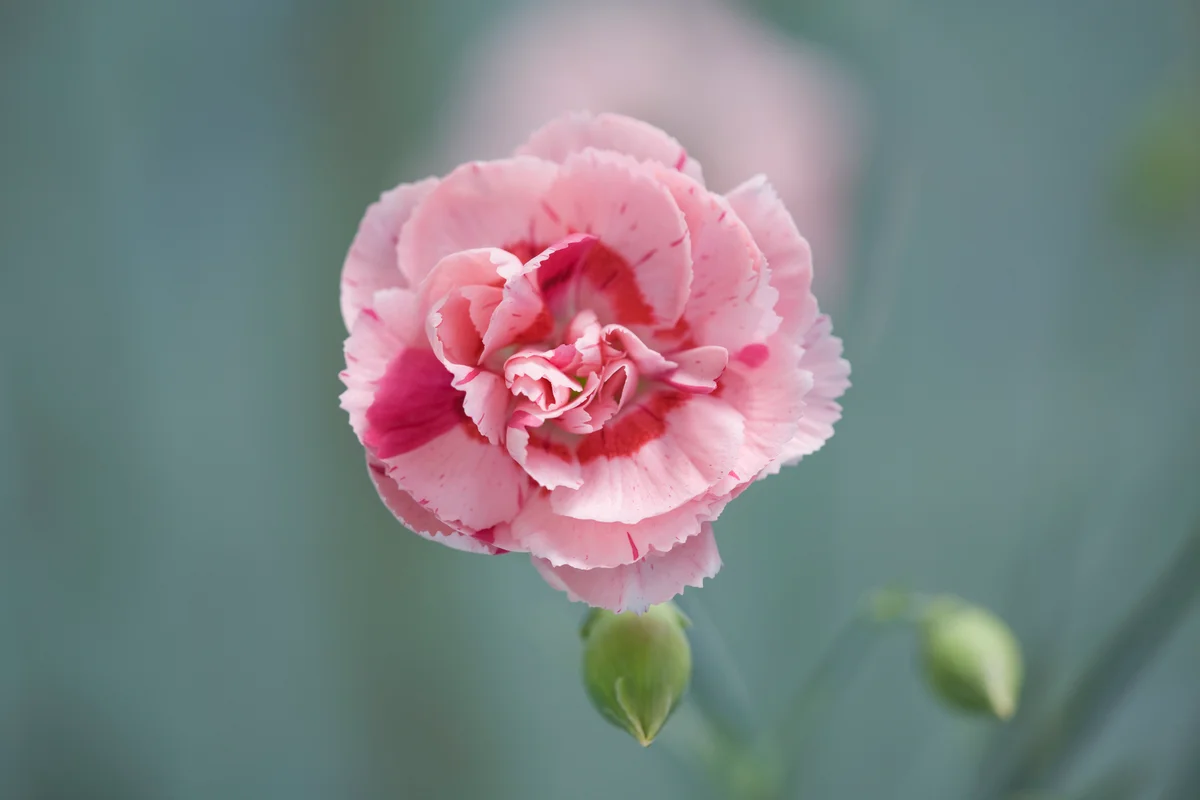 striped carnation