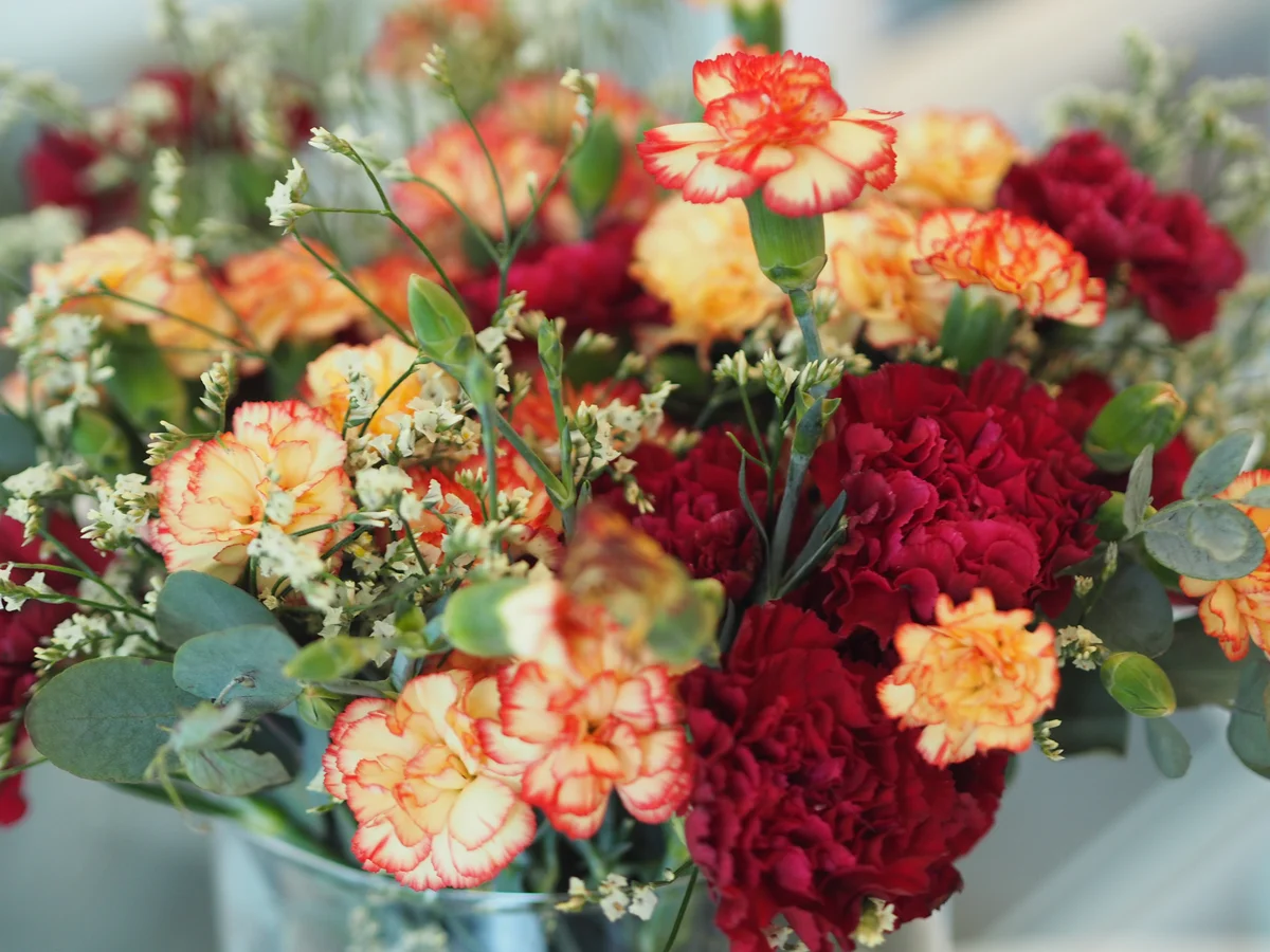 colorful carnations