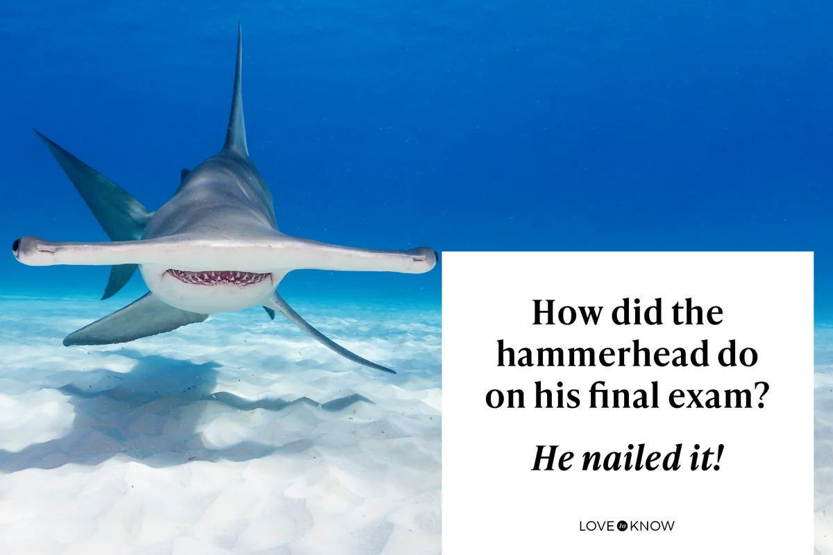 Portrait of a great hammerhead shark