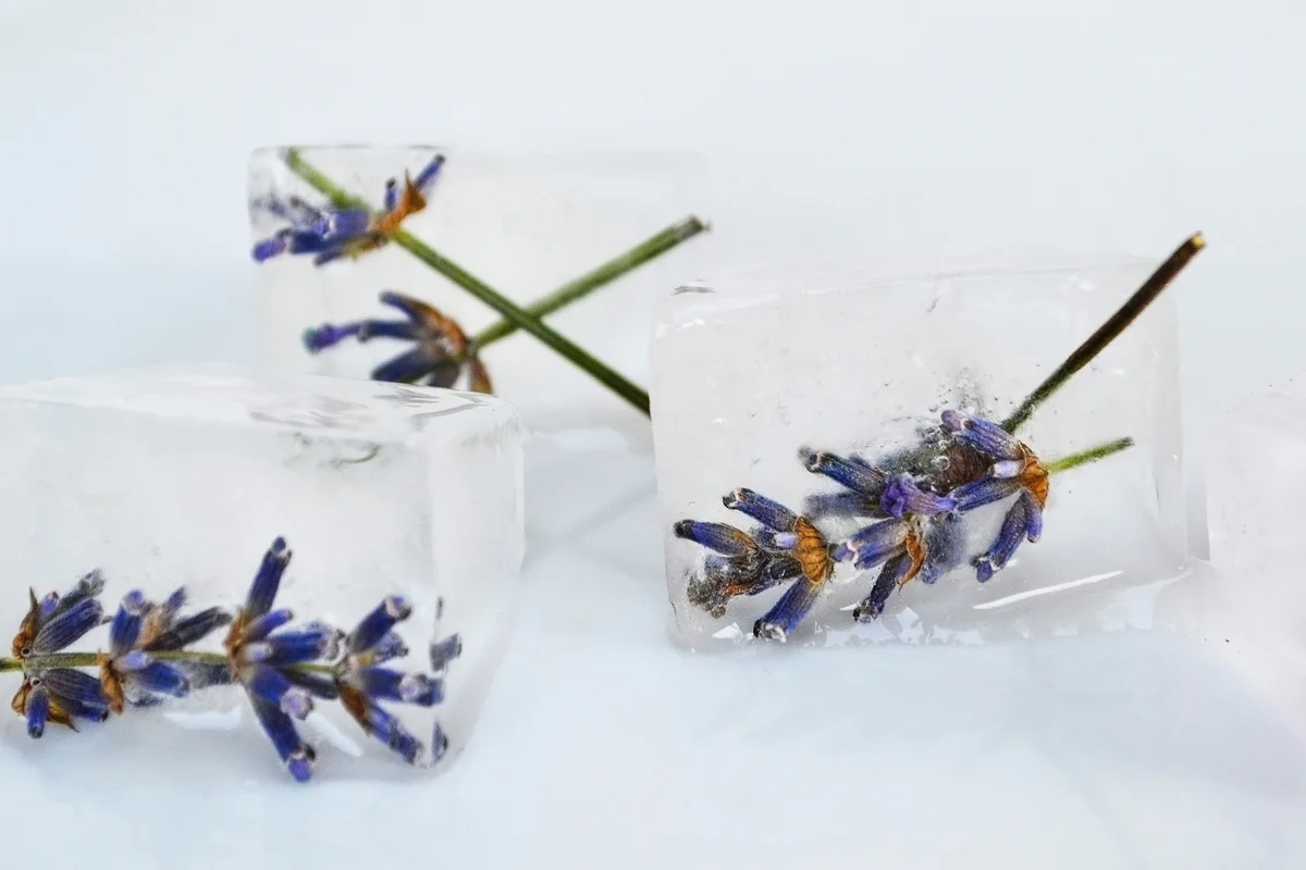 lavender ice cubes