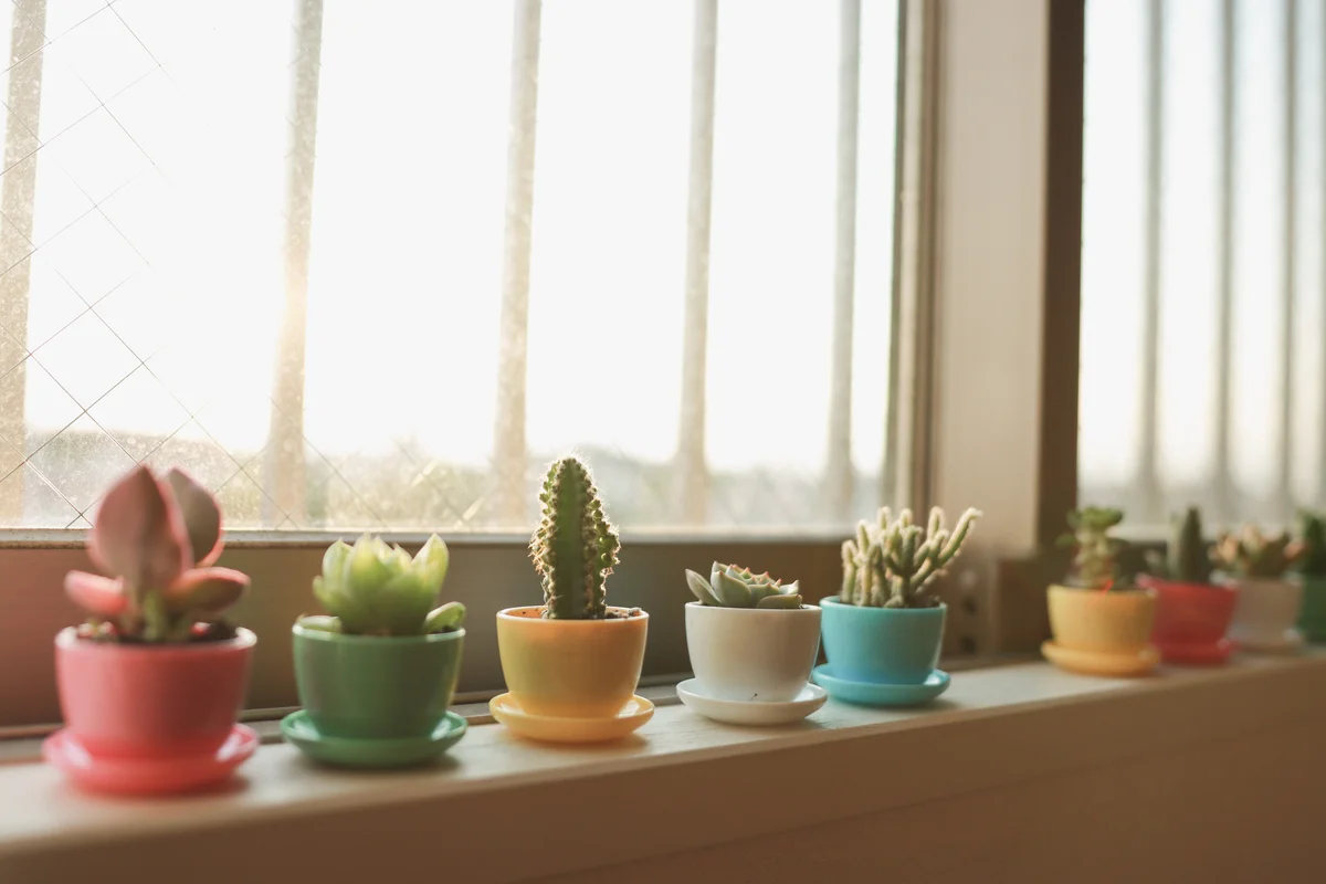 small succulents