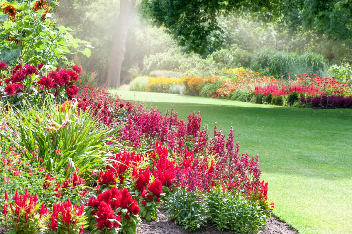 perennial garden in full sun