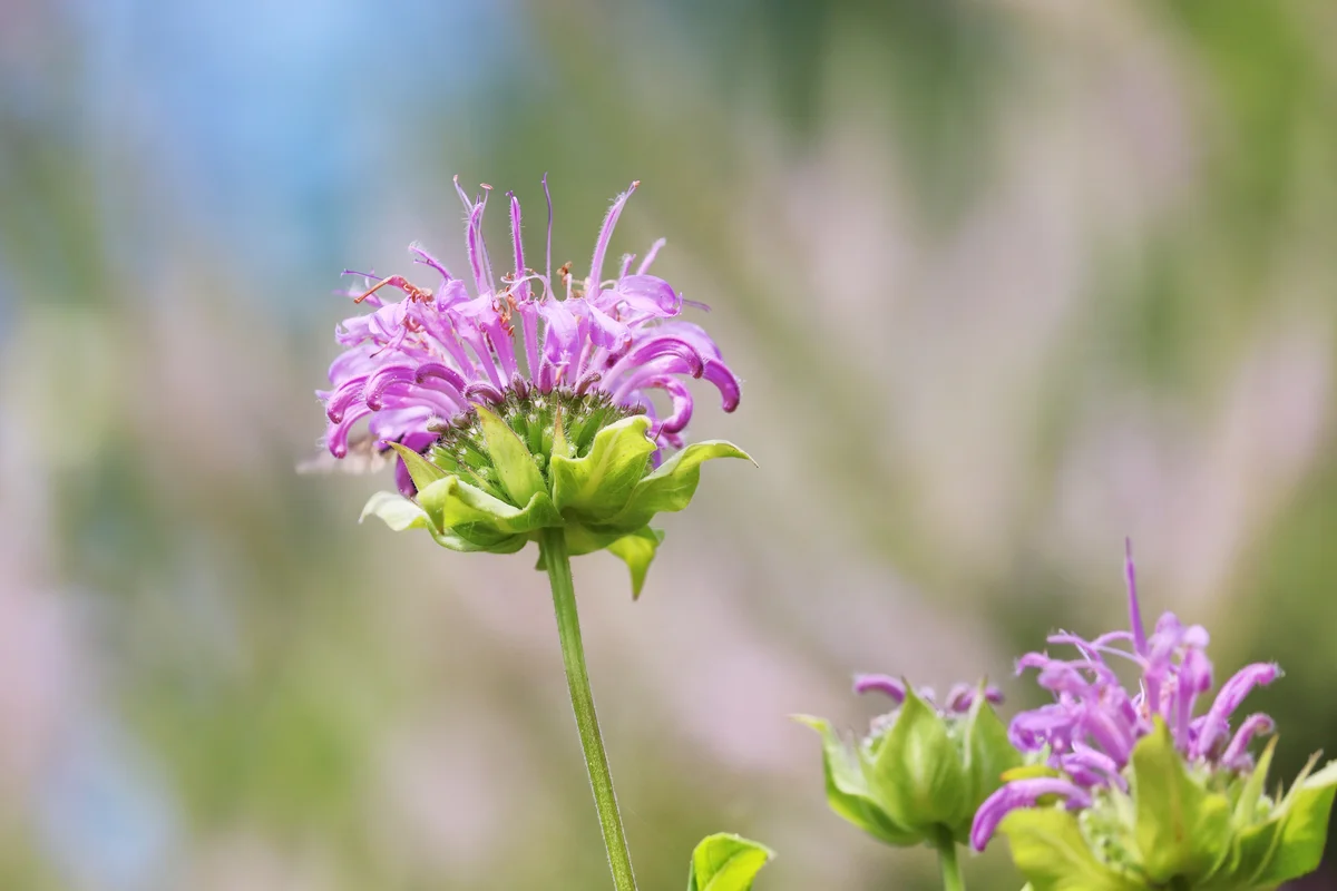 bee balm