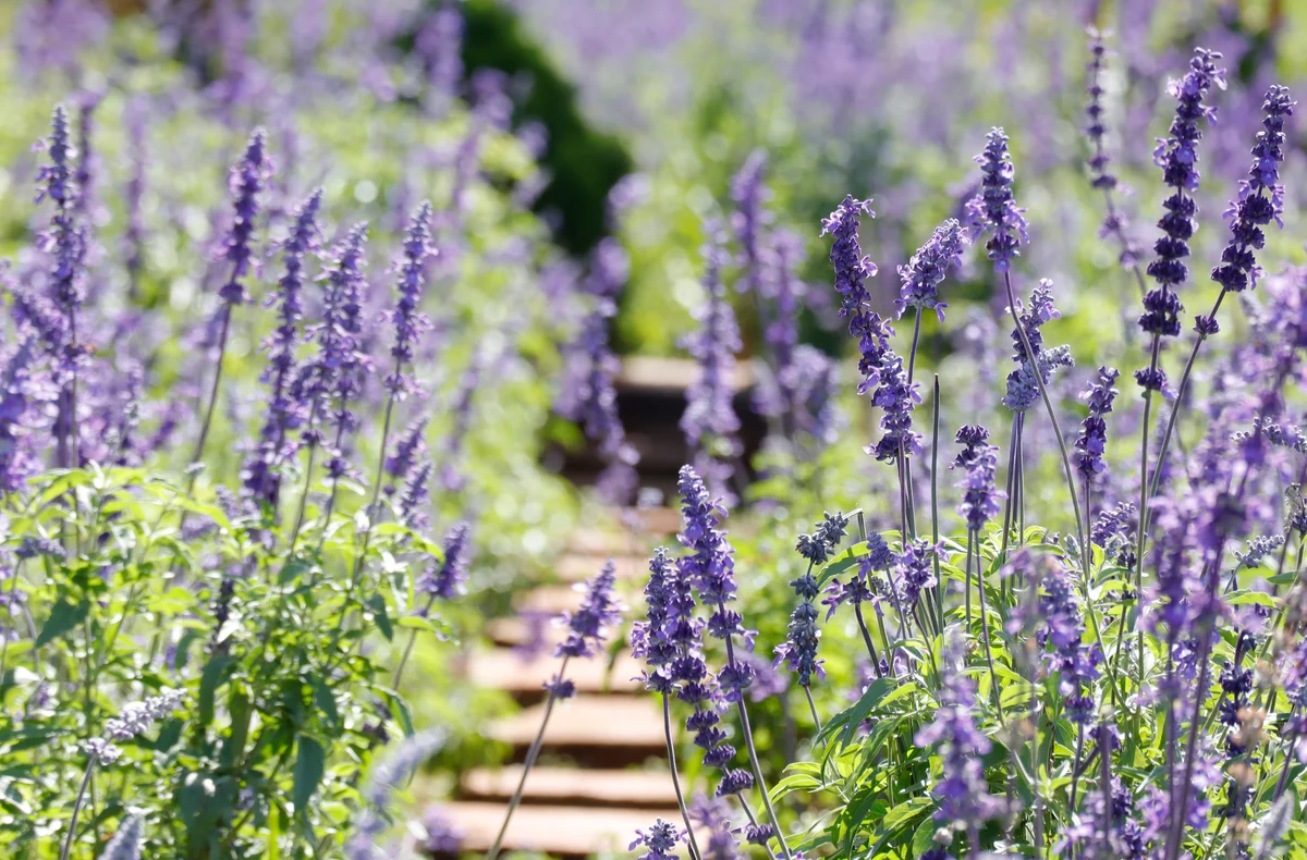 blue salvia