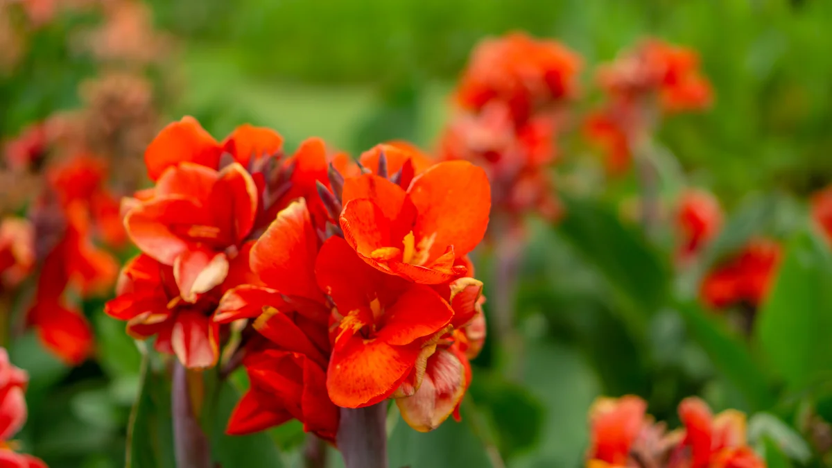 red canna