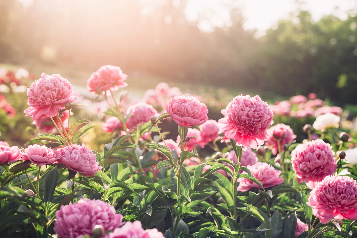 pink peonies