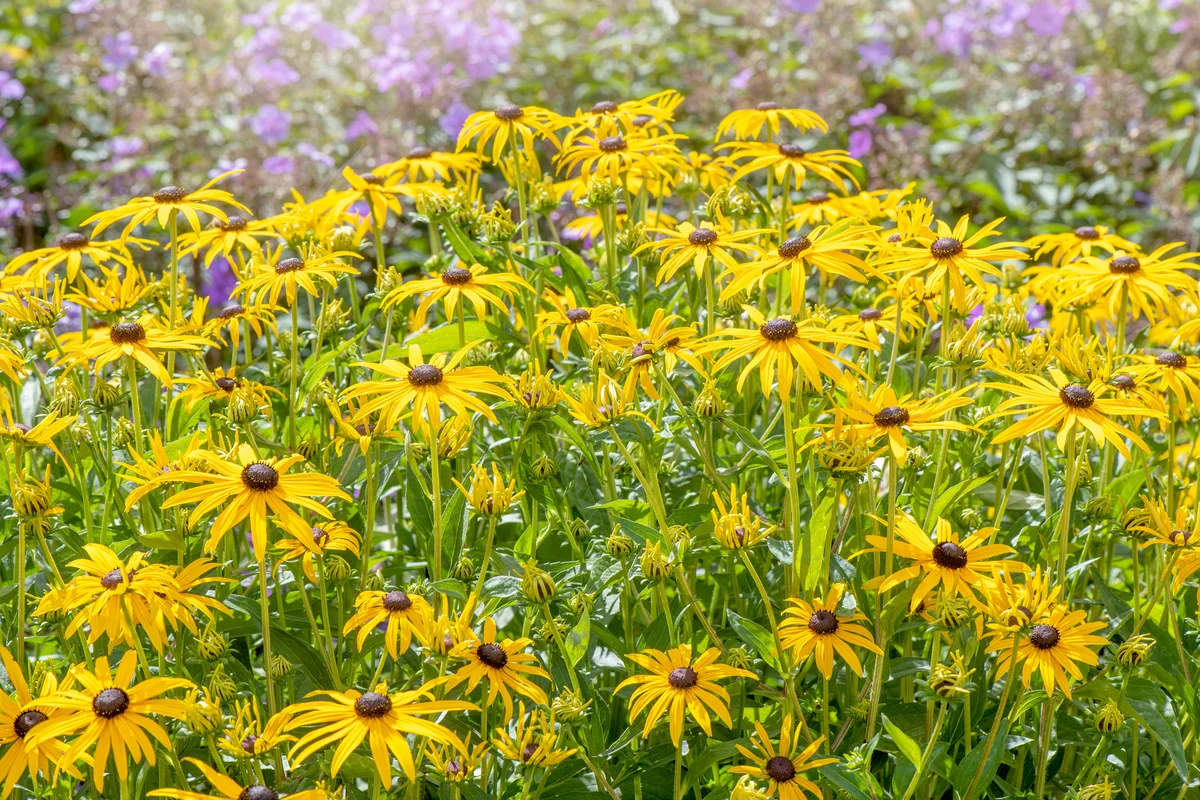 black-eyed susans