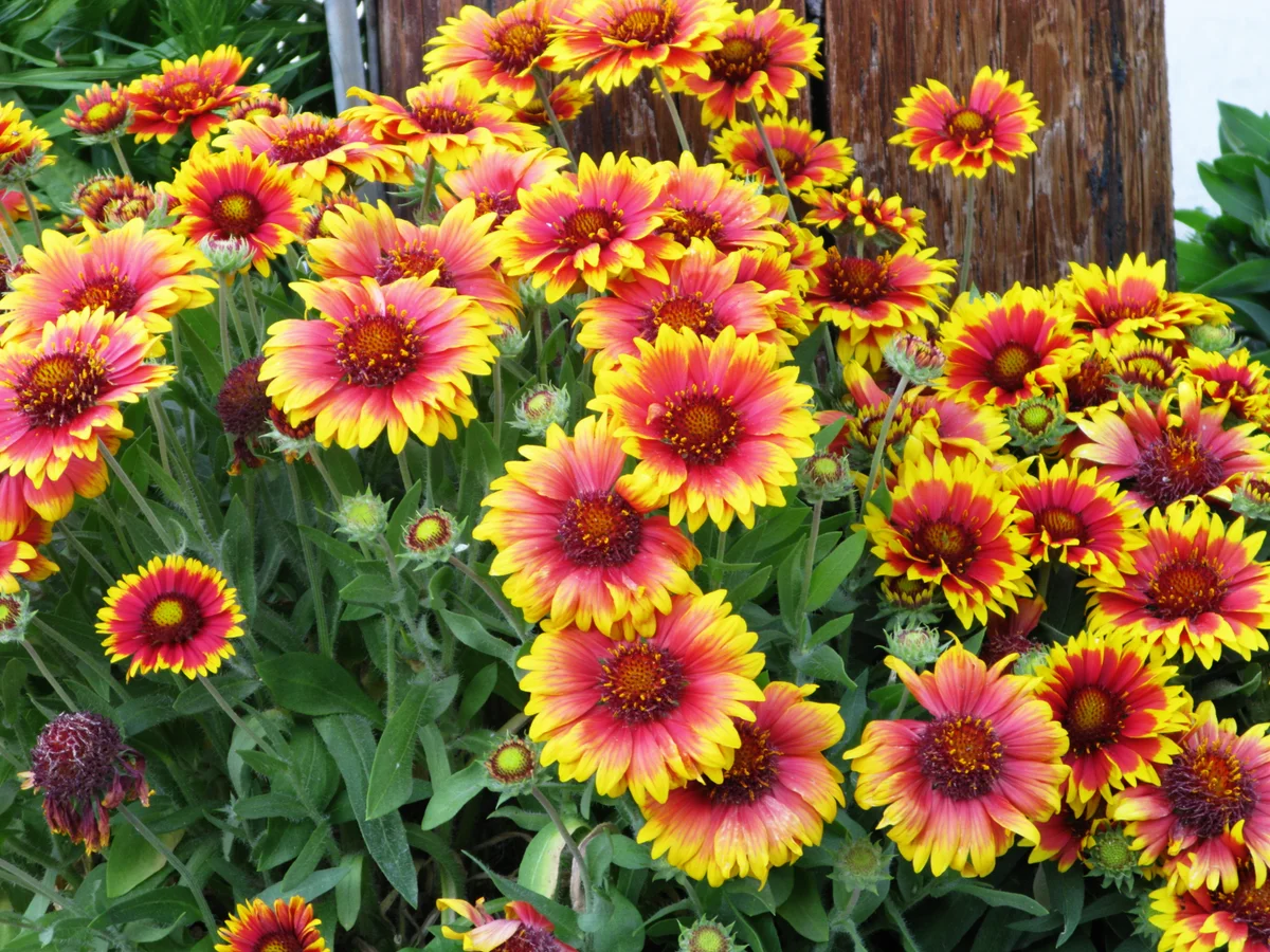 blanket flower