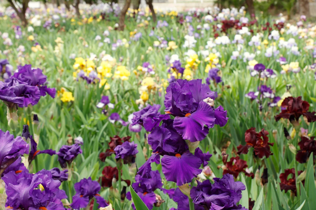 bearded iris