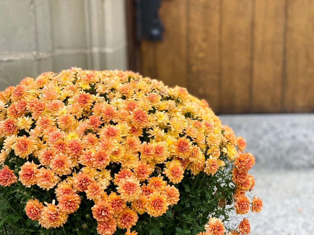 garden mums