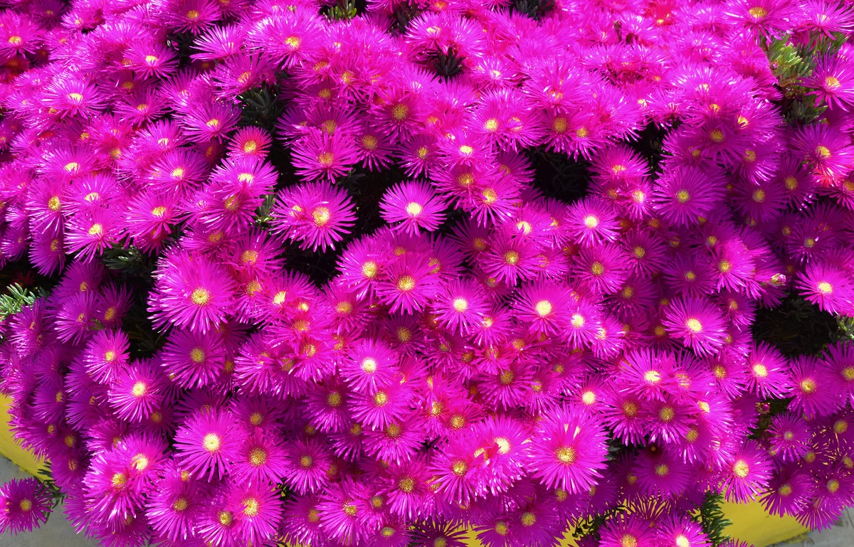 ice plant