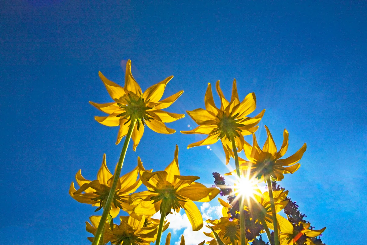 Maximillian sunflower