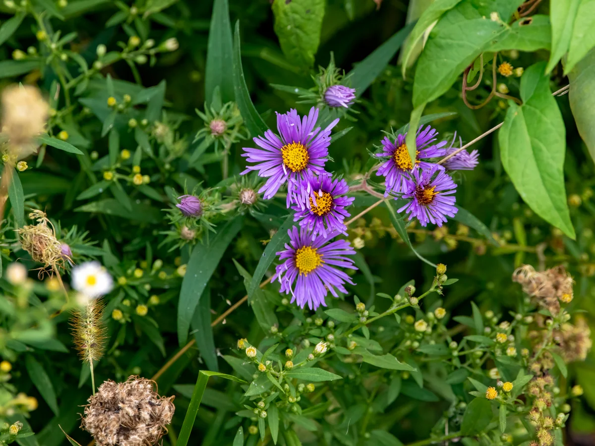 New England aster