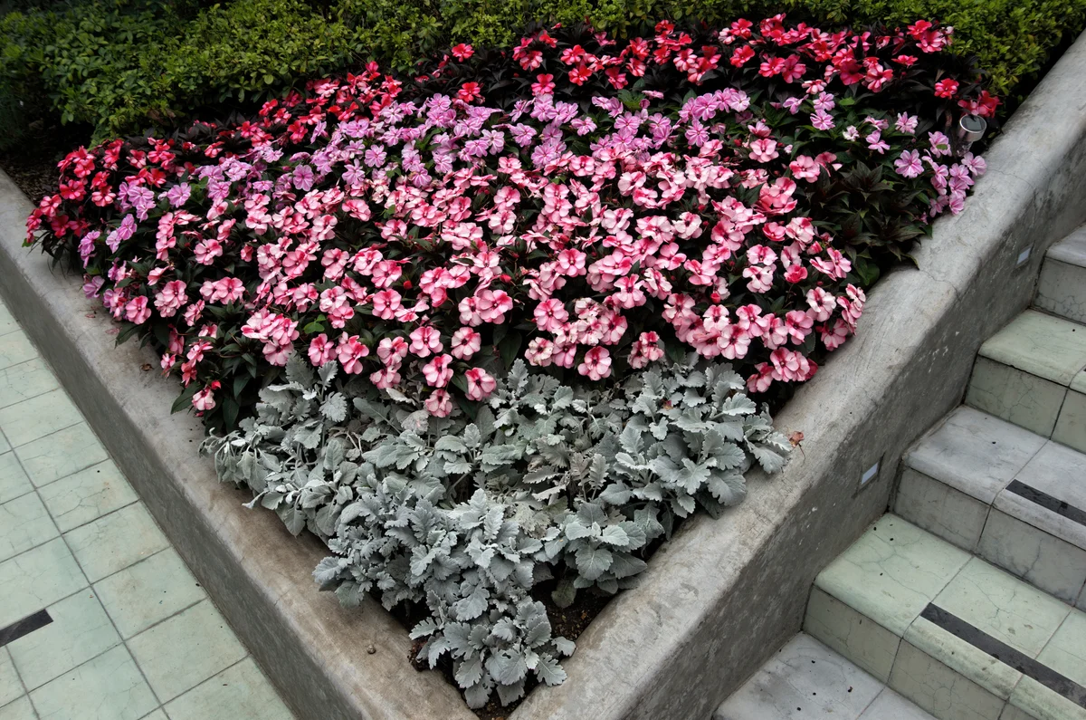dusty miller