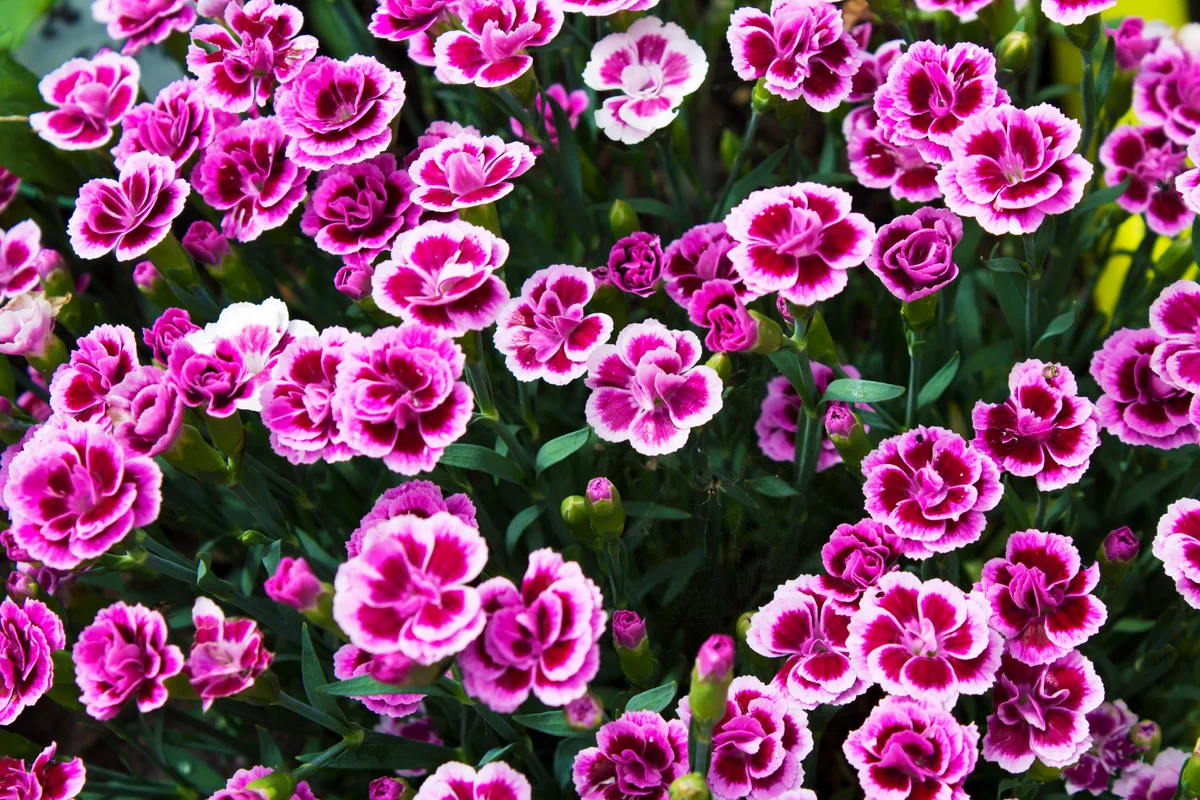 Dianthus