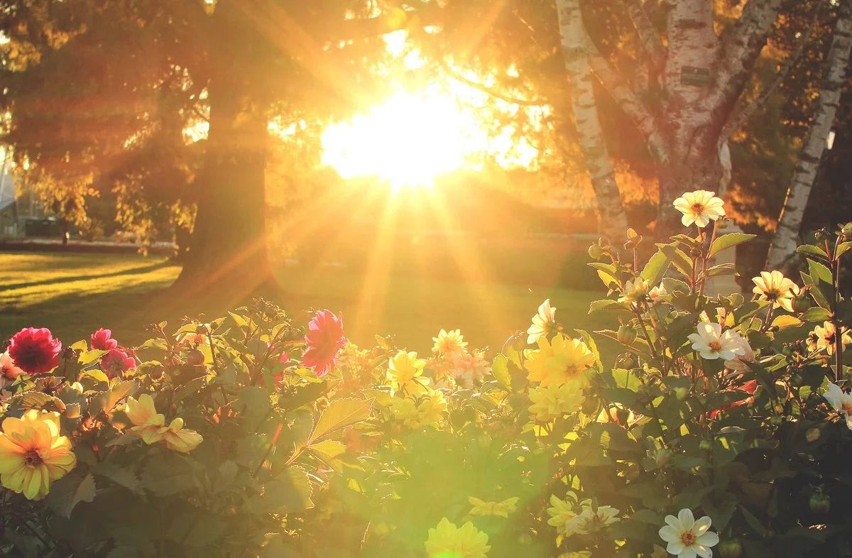 flowers in sunset
