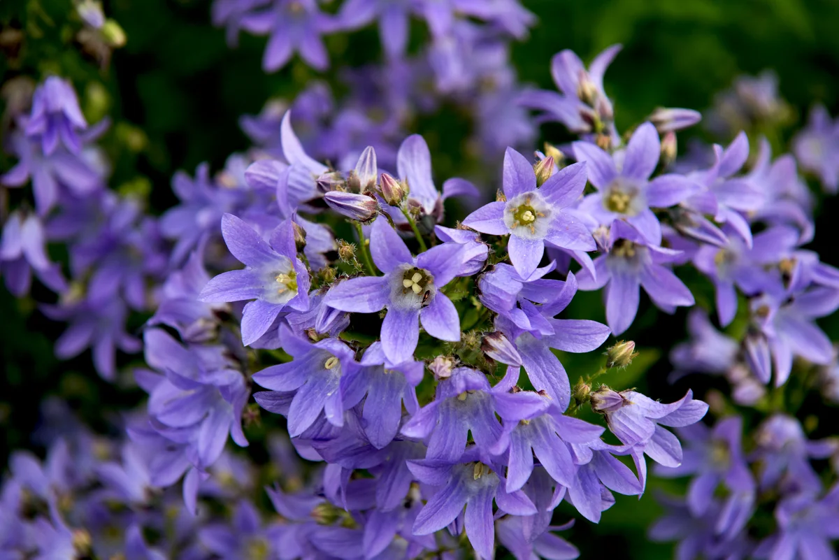 bell flower