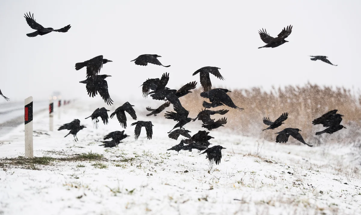 Murder of crows in flight