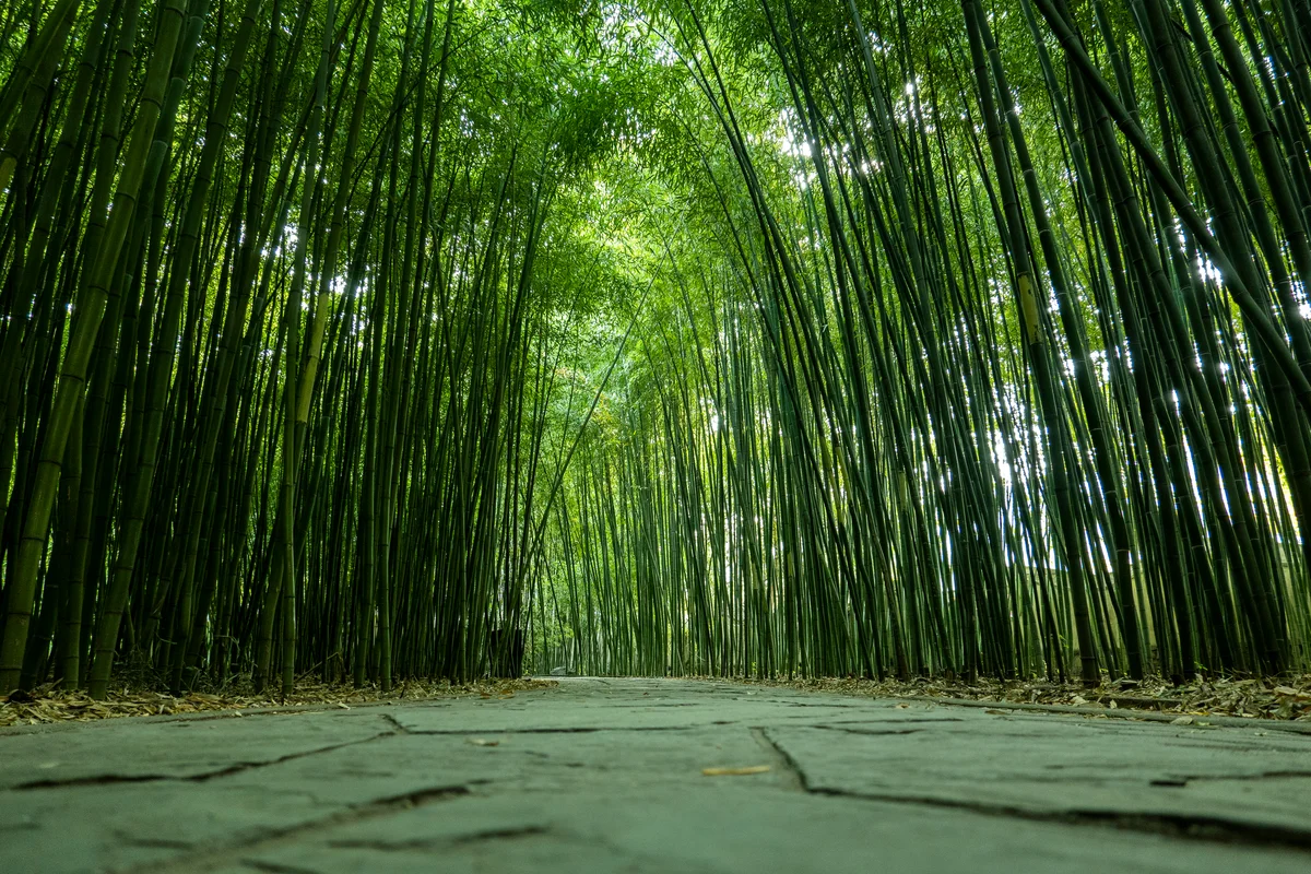 Bamboo forest