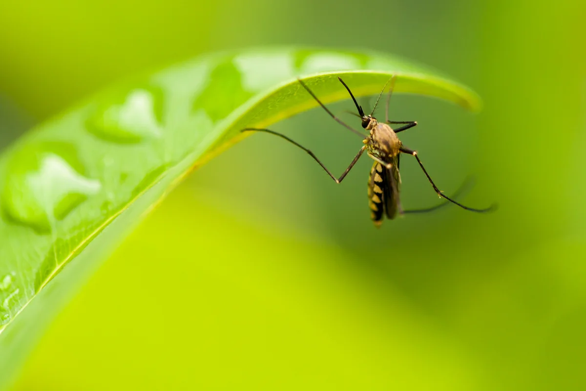 mosquito perched on leaf