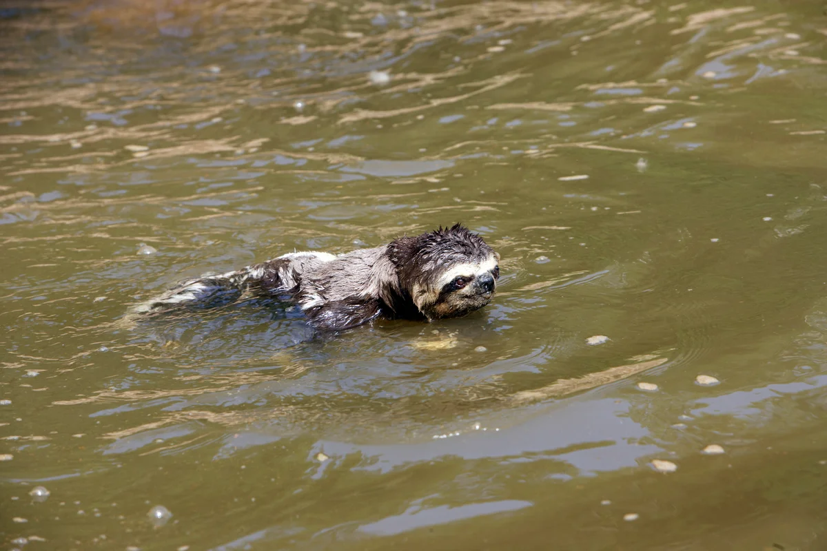 Sloth swimming in water