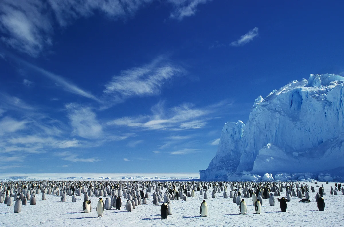 Penguins in Antarctica