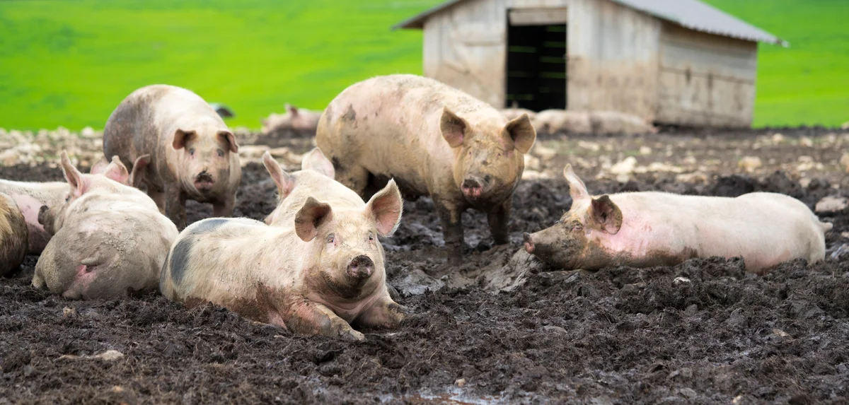 Pigs laying in the mud