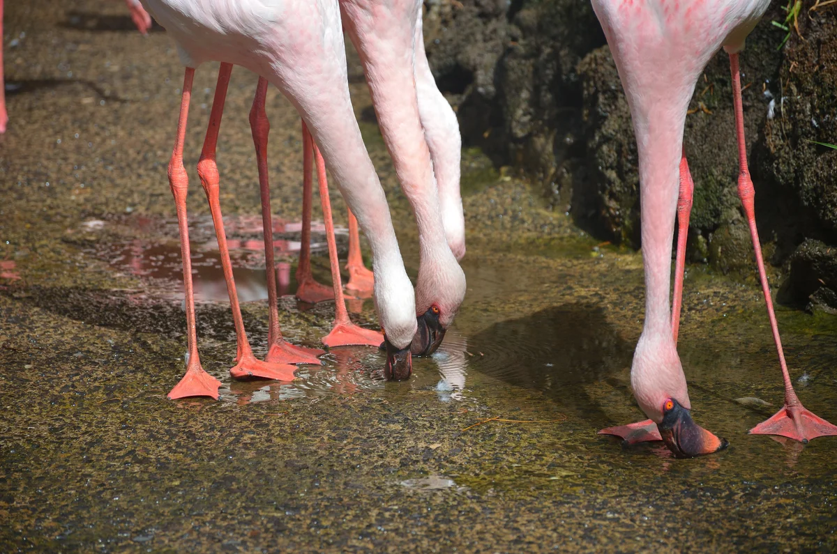Flamingos eating upside down