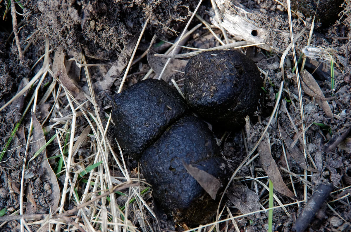 Wombat poop shaped in cubes