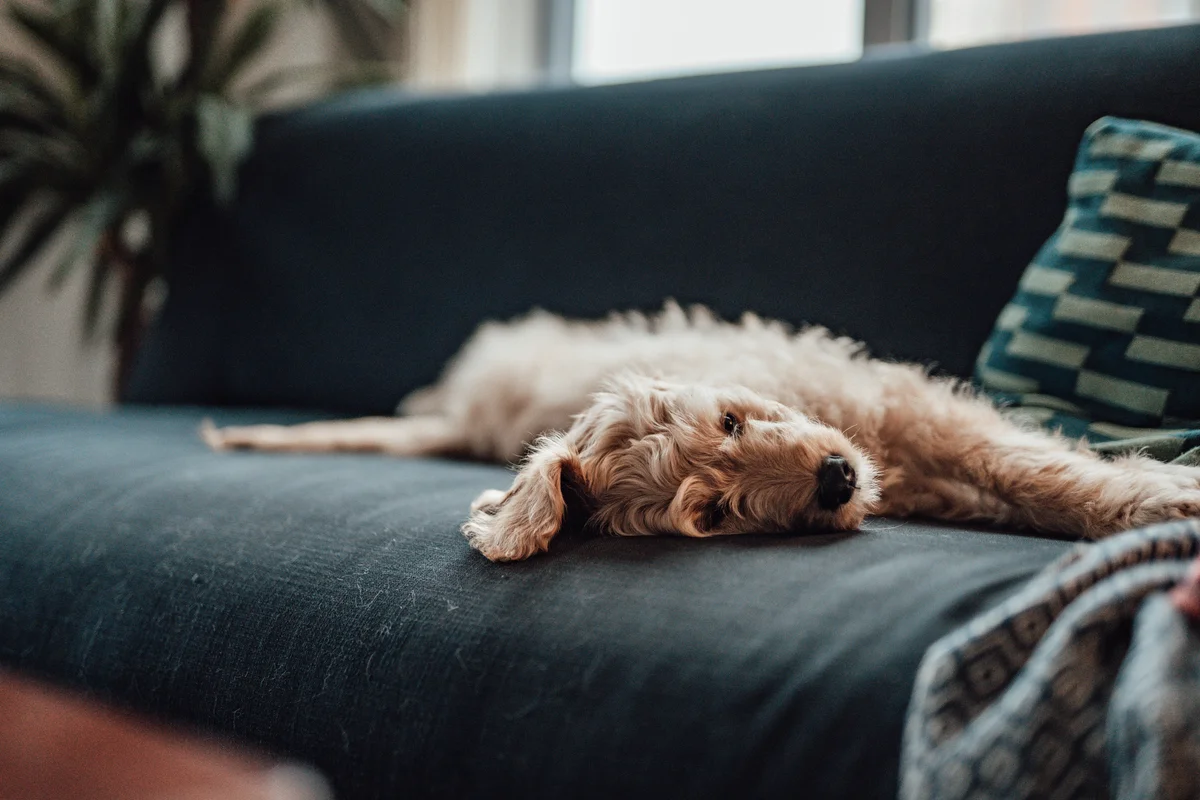 dog on the couch