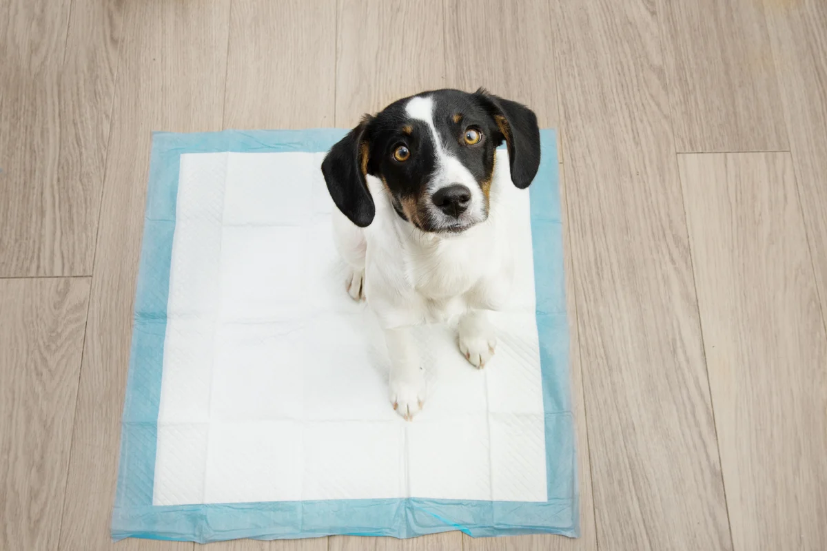 puppy on pad